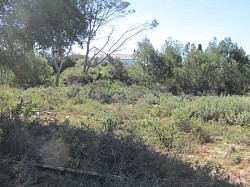 The Common which Required Clearing